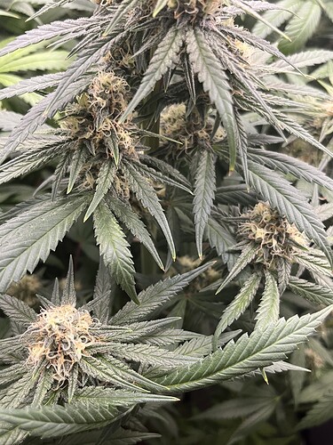 Growreport Bild 6
