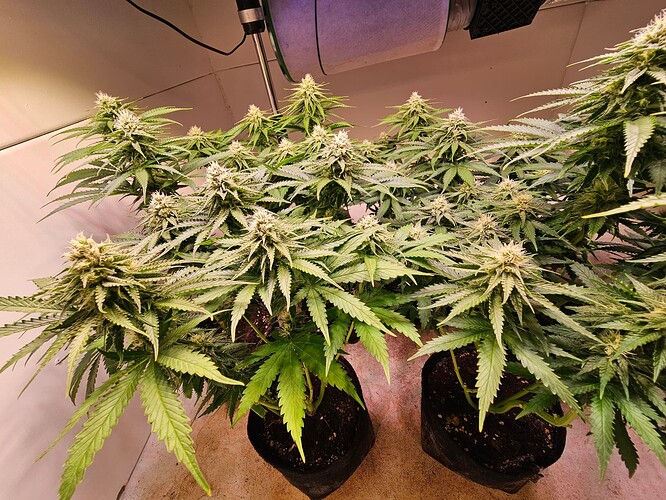 Growreport Bild 28