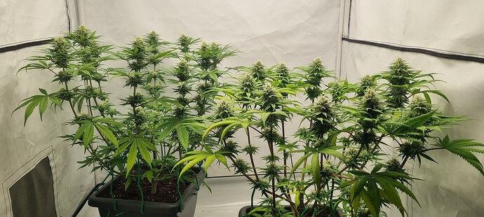 Growreport Bild 14