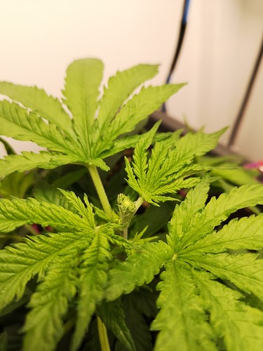 Growreport Bild 7