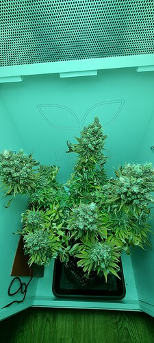 Growreport Bild 6