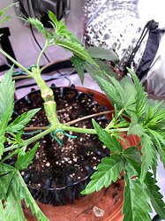 Growreport Bild 8