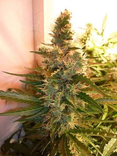 Growreport Bild 6