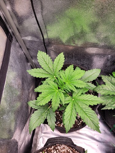 Growreport Bild 3