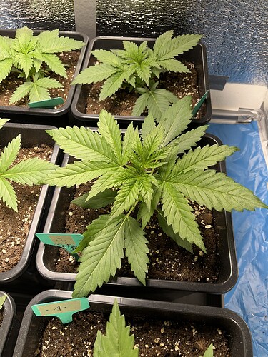 Growreport Bild 1