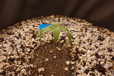 Ein junger Cannabis-Keimling mit zwei Keimblättern und den ersten echten Blättern, der aus feuchter Erde wächst.
