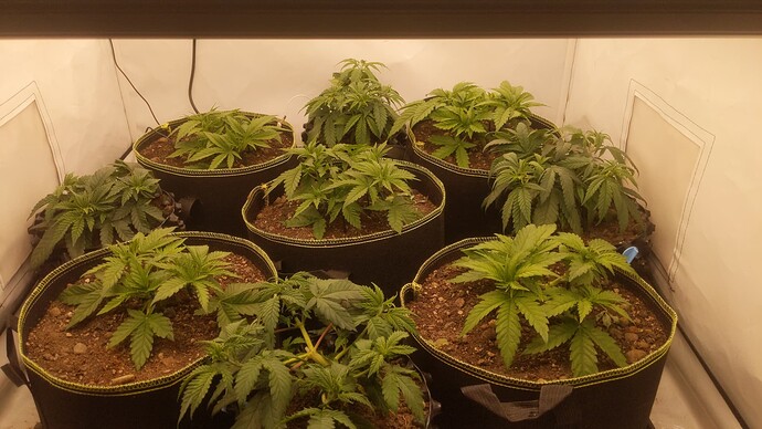 IMG_20231124_124942_724