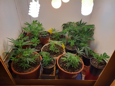 Growreport Bild 2