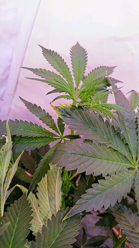Growreport Bild 7