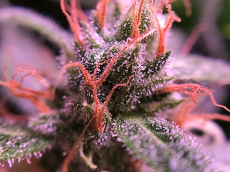 Growreport Bild 21