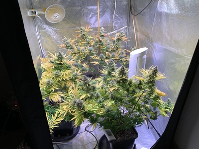 Growreport Bild 2