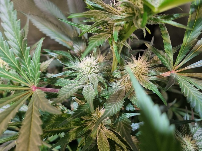Growreport Bild 2