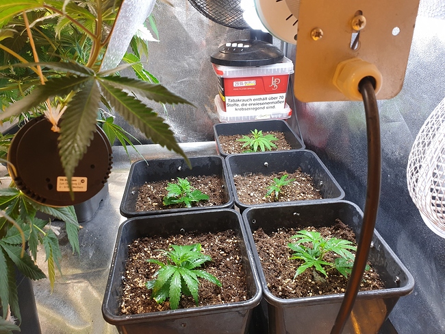 Growreport Bild 5
