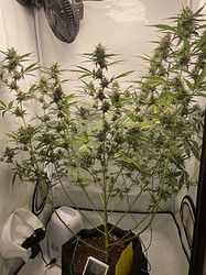 Growreport Bild 5