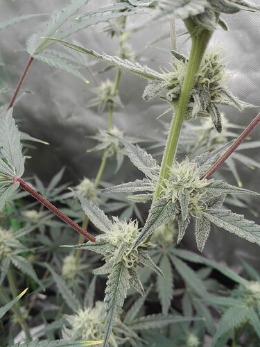Growreport Bild 10