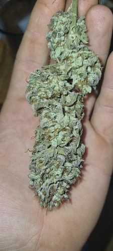 Growreport Bild 15