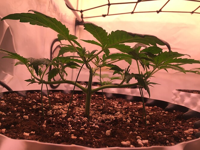 Growreport Bild 3