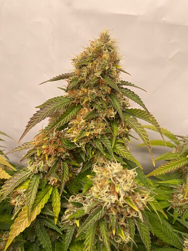 Growreport Bild 2
