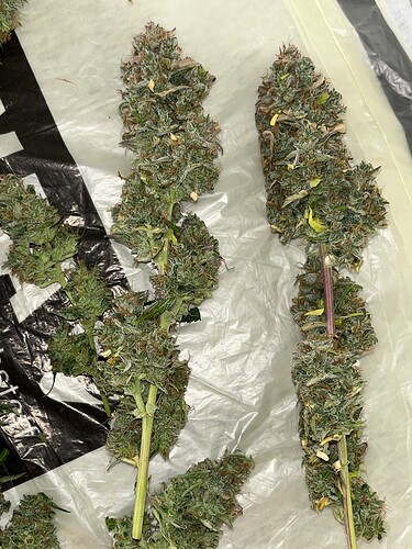Growreport Bild 14