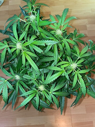 Growreport Bild 16