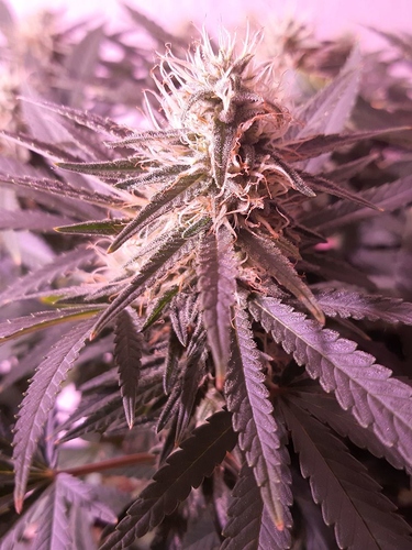 Growreport Bild 6