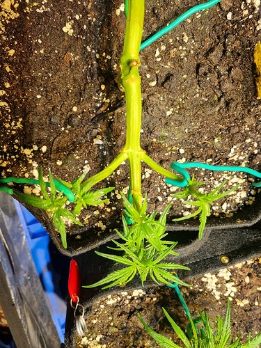 Growreport Bild 19