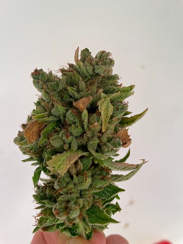 Growreport Bild 4