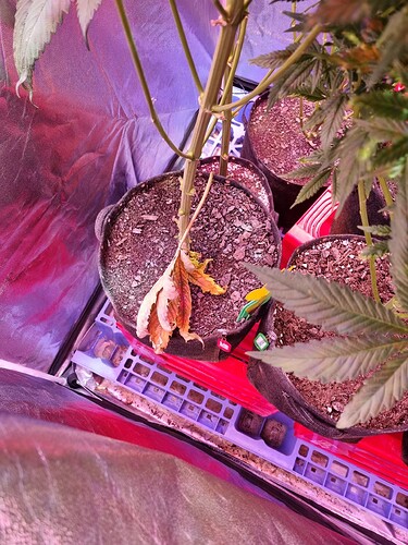 Growreport Bild 32