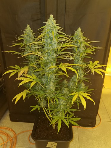 Growreport Bild 23