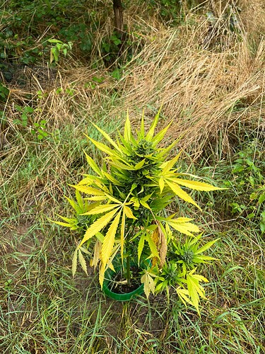 Growreport Bild 8