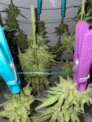 Growreport Bild 18