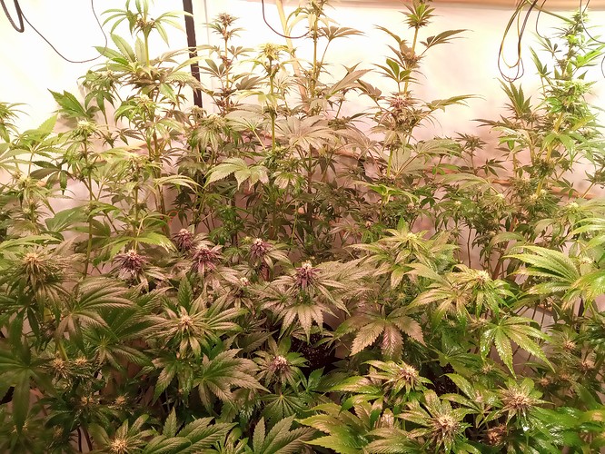 Growreport Bild 61