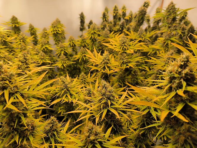 Growreport Bild 1