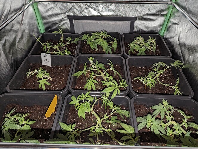 Growreport Bild 1