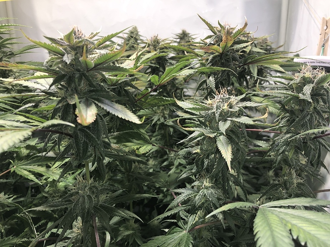 Growreport Bild 3