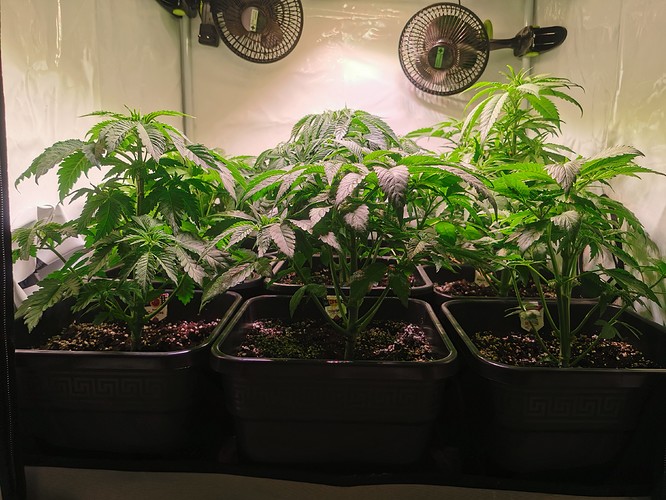 Growreport Bild 1