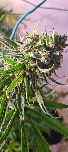 Growreport Bild 21