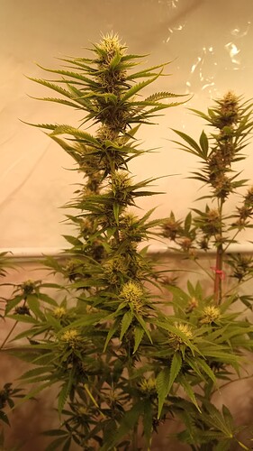 Growreport Bild 19