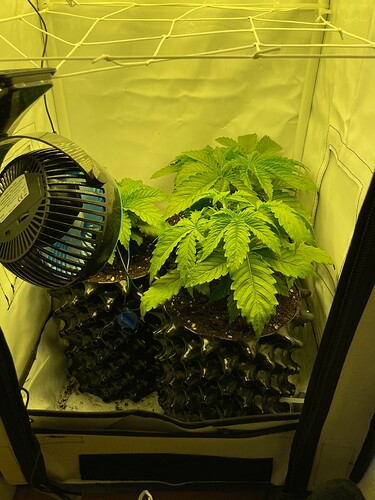 Growreport Bild 2