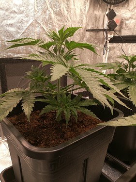 Growreport Bild 13