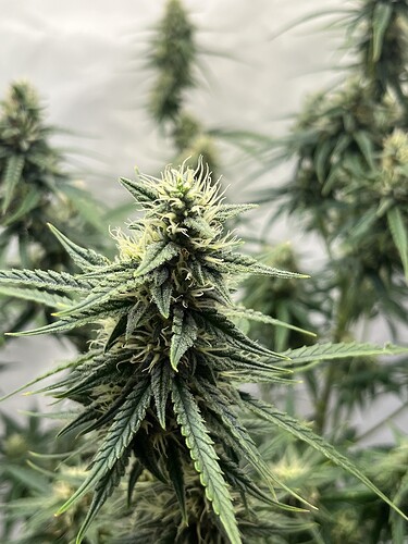 Growreport Bild 44