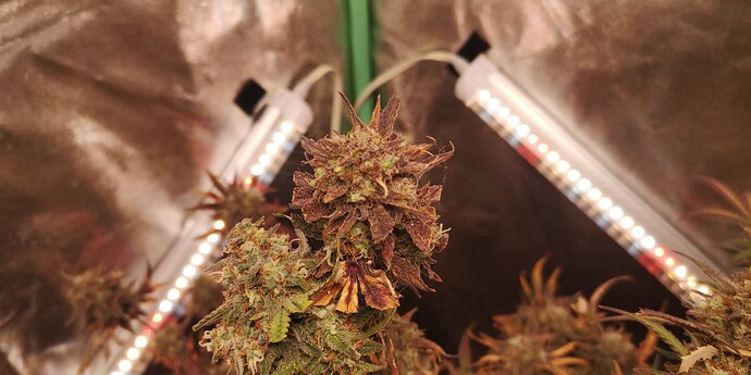 Growreport Bild 5