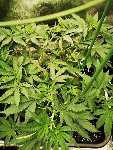 Growreport Bild 6