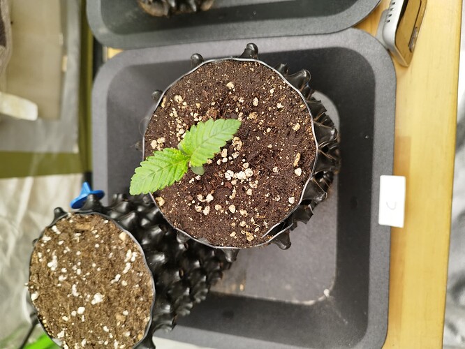 Growreport Bild 3