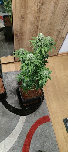 Growreport Bild 1