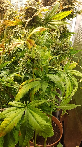 Growreport Bild 5