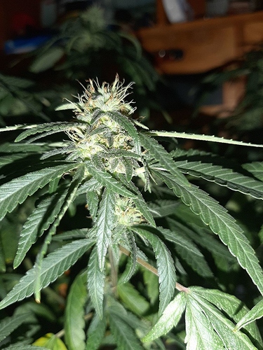 Growreport Bild 3