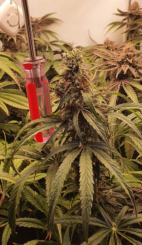 Growreport Bild 13