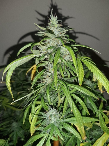 Growreport Bild 3