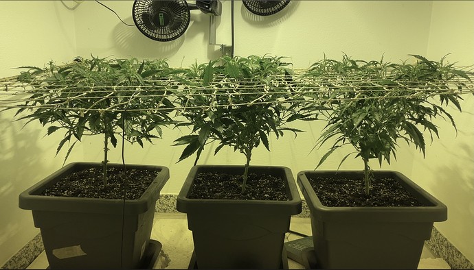Growreport Bild 2